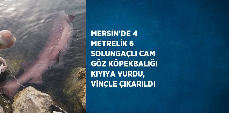 MERSİN’DE 4 METRELİK 6 SOLUNGAÇLI CAM GÖZ KÖPEKBALIĞI KIYIYA VURDU, VİNÇLE ÇIKARILDI