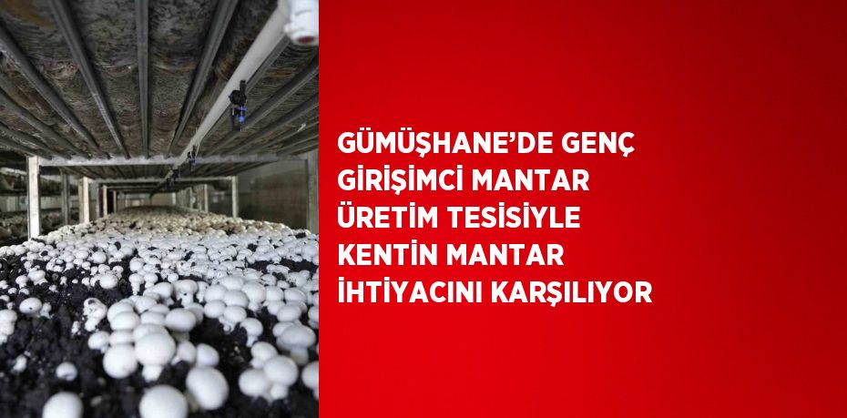 GÜMÜŞHANE’DE GENÇ GİRİŞİMCİ MANTAR ÜRETİM TESİSİYLE KENTİN MANTAR İHTİYACINI KARŞILIYOR