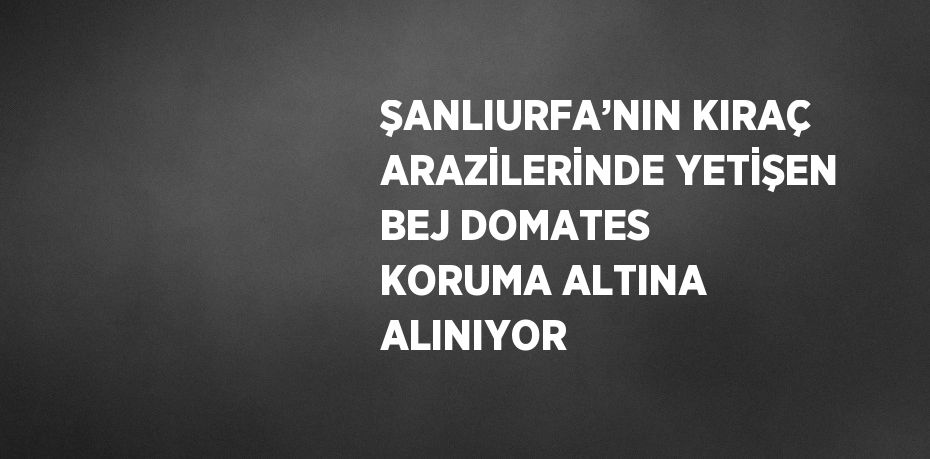 ŞANLIURFA’NIN KIRAÇ ARAZİLERİNDE YETİŞEN BEJ DOMATES KORUMA ALTINA ALINIYOR