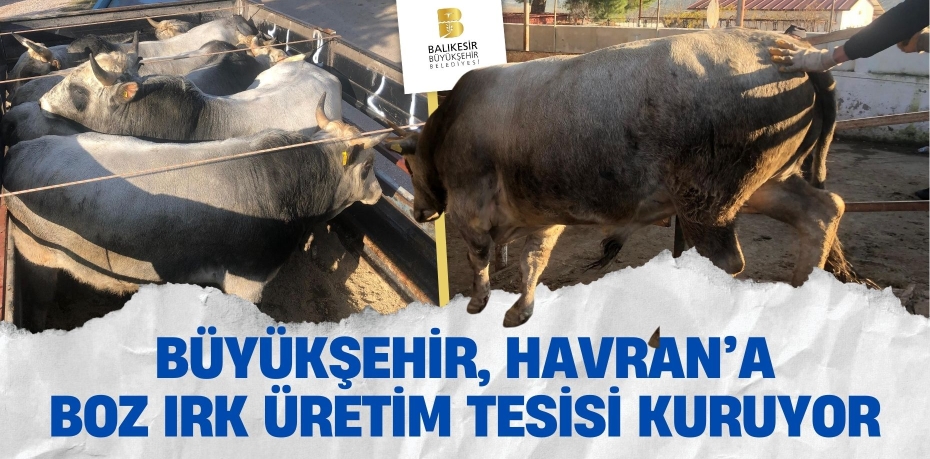 BÜYÜKŞEHİR, HAVRAN’A BOZ IRK ÜRETİM TESİSİ KURUYOR