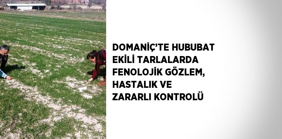 DOMANİÇ’TE HUBUBAT EKİLİ TARLALARDA FENOLOJİK GÖZLEM, HASTALIK VE ZARARLI KONTROLÜ