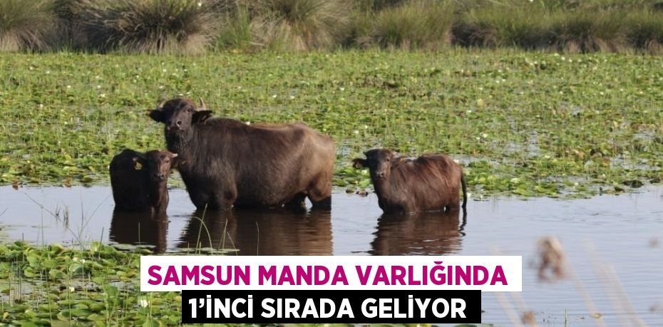 SAMSUN MANDA VARLIĞINDA 1’İNCİ SIRADA GELİYOR