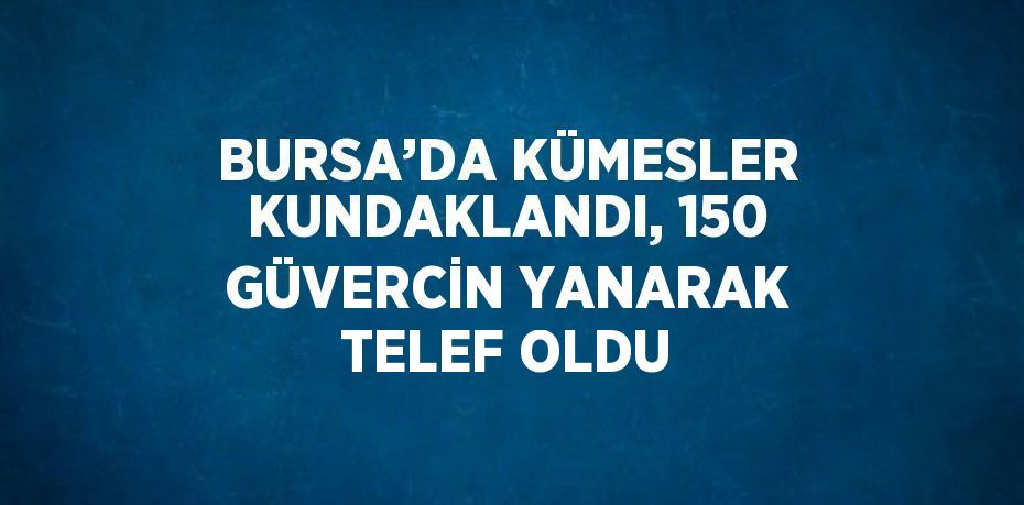 BURSA’DA KÜMESLER KUNDAKLANDI, 150 GÜVERCİN YANARAK TELEF OLDU