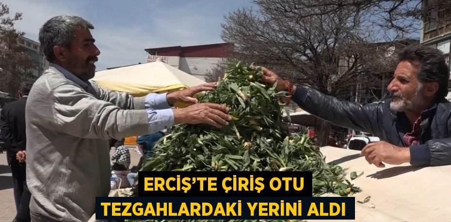 ERCİŞ’TE ÇİRİŞ OTU TEZGAHLARDAKİ YERİNİ ALDI