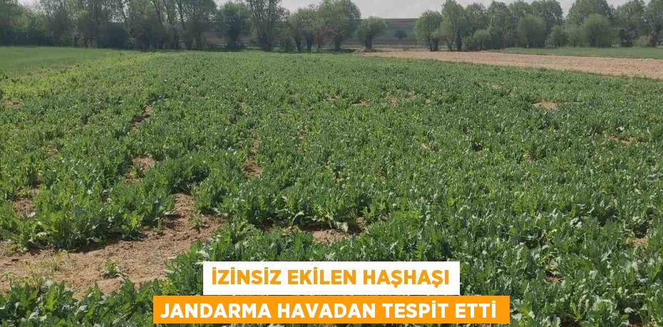 İZİNSİZ EKİLEN HAŞHAŞI JANDARMA HAVADAN TESPİT ETTİ