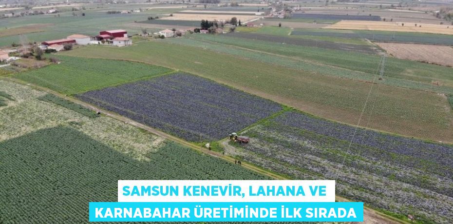 SAMSUN KENEVİR, LAHANA VE KARNABAHAR ÜRETİMİNDE İLK SIRADA