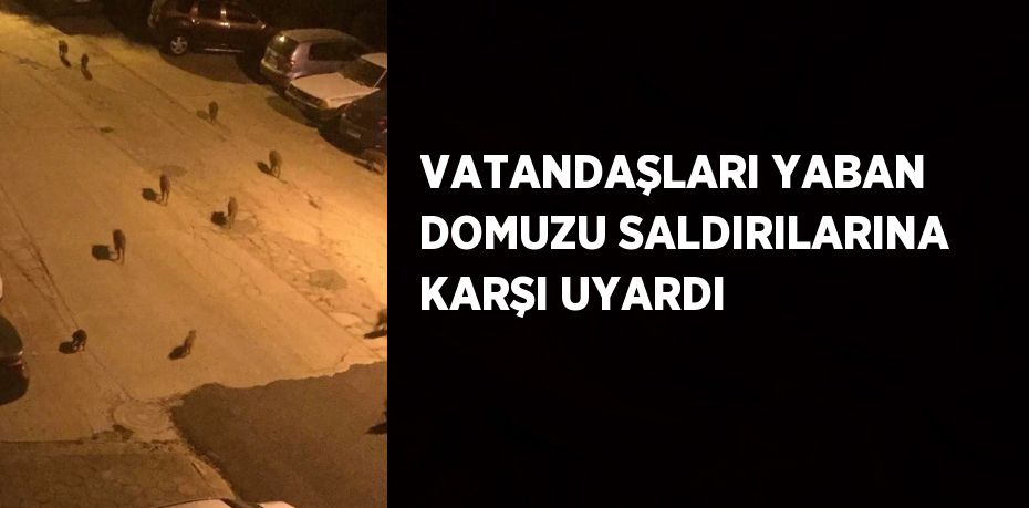 VATANDAŞLARI YABAN DOMUZU SALDIRILARINA KARŞI UYARDI