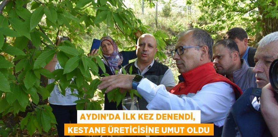 AYDIN’DA İLK KEZ DENENDİ, KESTANE ÜRETİCİSİNE UMUT OLDU