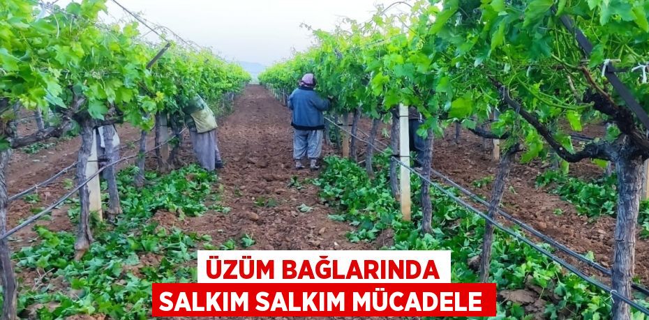 ÜZÜM BAĞLARINDA SALKIM SALKIM MÜCADELE