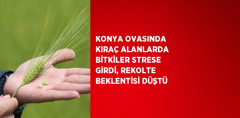 KONYA OVASINDA KIRAÇ ALANLARDA BİTKİLER STRESE GİRDİ, REKOLTE BEKLENTİSİ DÜŞTÜ