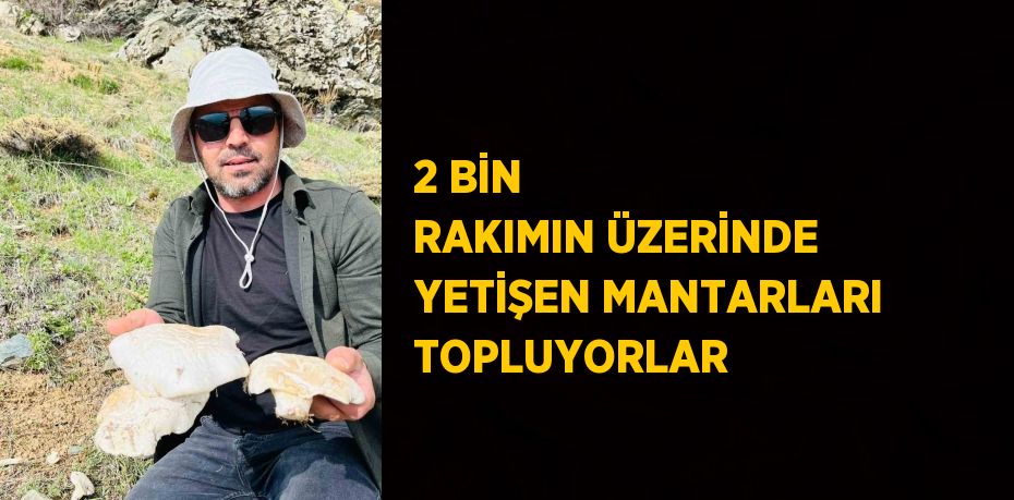 2 BİN RAKIMIN ÜZERİNDE YETİŞEN MANTARLARI TOPLUYORLAR