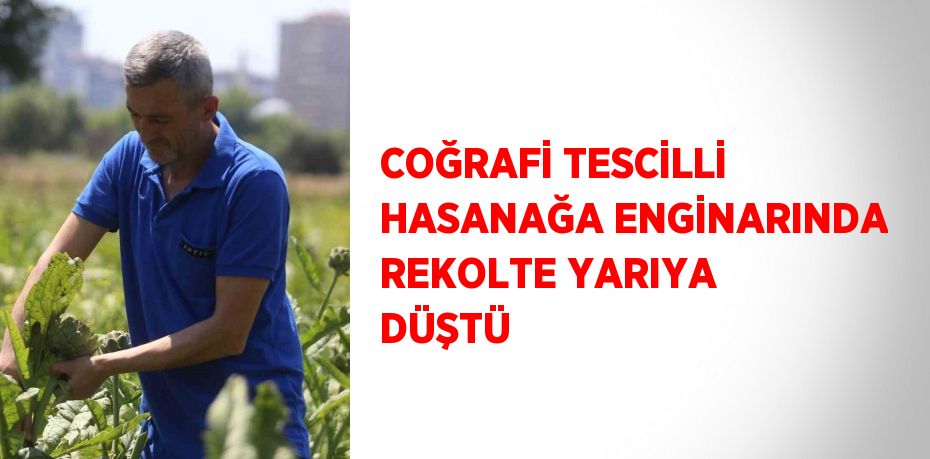 COĞRAFİ TESCİLLİ HASANAĞA ENGİNARINDA REKOLTE YARIYA DÜŞTÜ