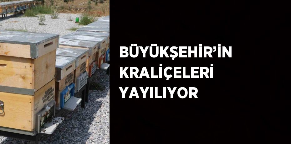 BÜYÜKŞEHİR’İN KRALİÇELERİ YAYILIYOR