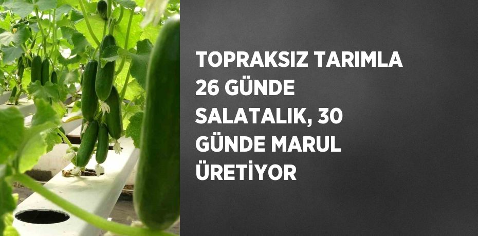 TOPRAKSIZ TARIMLA 26 GÜNDE SALATALIK, 30 GÜNDE MARUL ÜRETİYOR