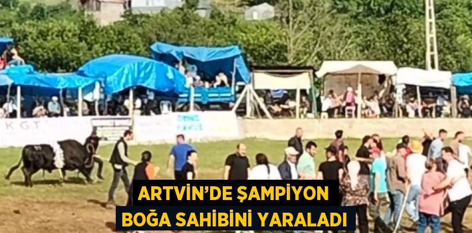 ARTVİN’DE ŞAMPİYON BOĞA SAHİBİNİ YARALADI