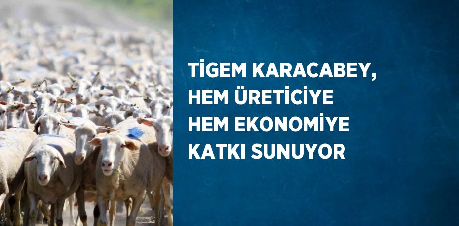 TİGEM KARACABEY, HEM ÜRETİCİYE HEM EKONOMİYE KATKI SUNUYOR
