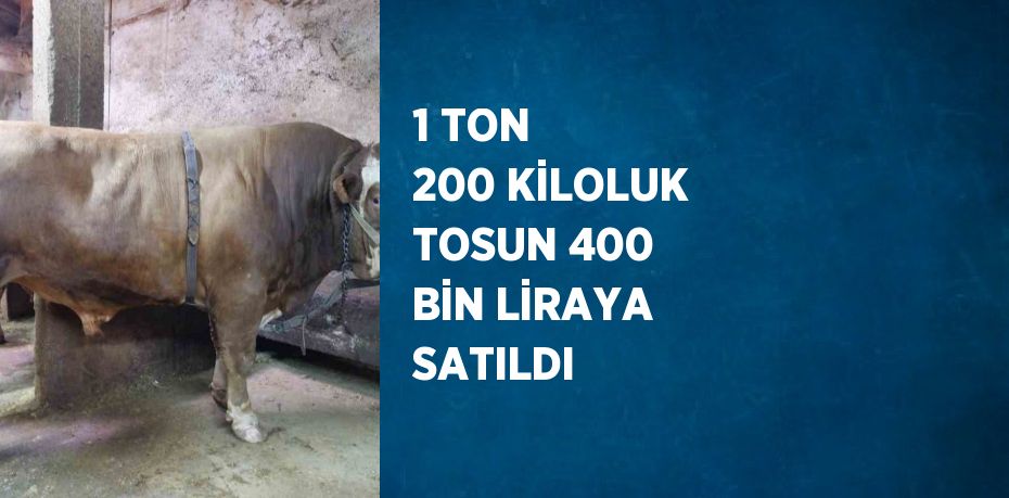 1 TON 200 KİLOLUK TOSUN 400 BİN LİRAYA SATILDI