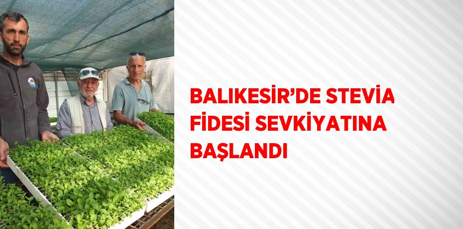 BALIKESİR’DE STEVİA FİDESİ SEVKİYATINA BAŞLANDI
