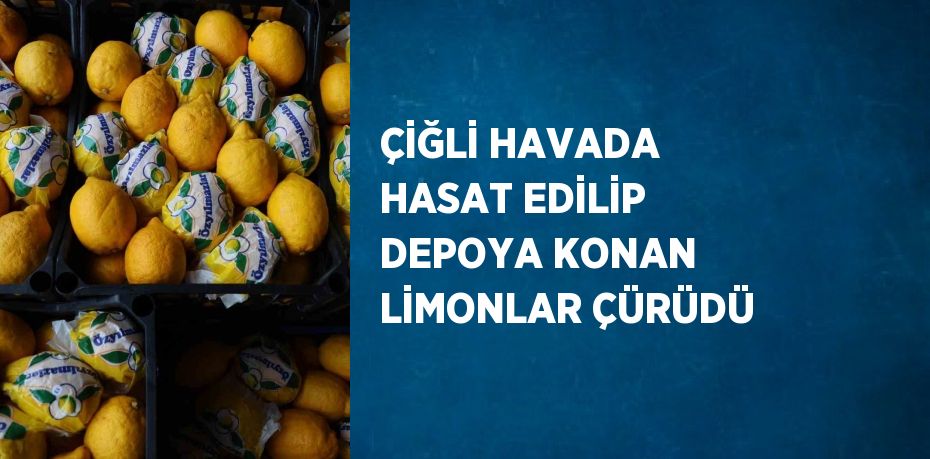 ÇİĞLİ HAVADA HASAT EDİLİP DEPOYA KONAN LİMONLAR ÇÜRÜDÜ