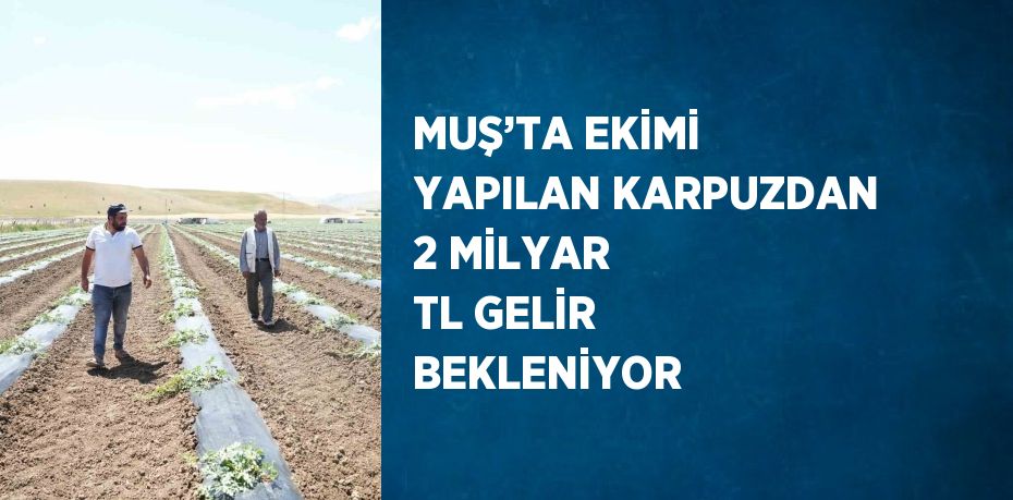 MUŞ’TA EKİMİ YAPILAN KARPUZDAN 2 MİLYAR TL GELİR BEKLENİYOR