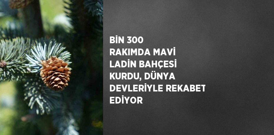 BİN 300 RAKIMDA MAVİ LADİN BAHÇESİ KURDU, DÜNYA DEVLERİYLE REKABET EDİYOR