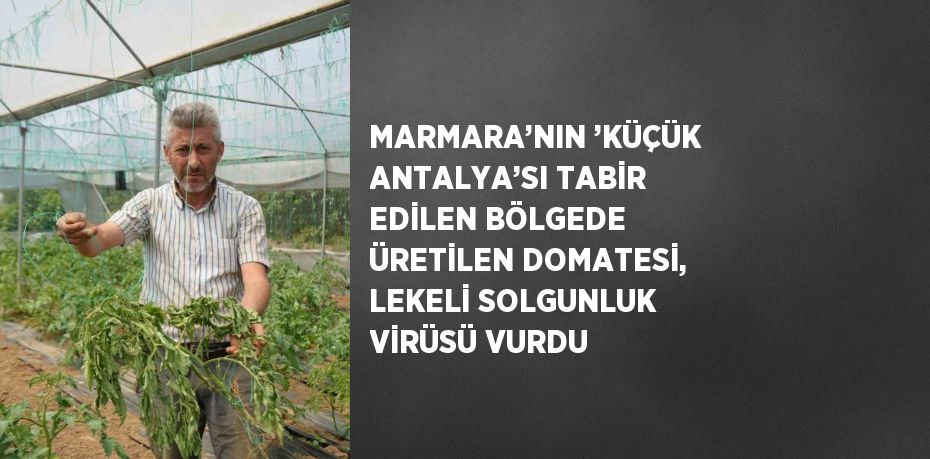 MARMARA’NIN ’KÜÇÜK ANTALYA’SI TABİR EDİLEN BÖLGEDE ÜRETİLEN DOMATESİ, LEKELİ SOLGUNLUK VİRÜSÜ VURDU