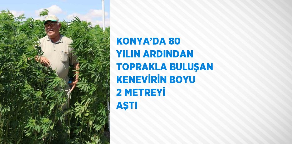 KONYA’DA 80 YILIN ARDINDAN TOPRAKLA BULUŞAN KENEVİRİN BOYU 2 METREYİ AŞTI