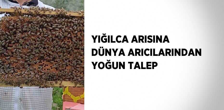 YIĞILCA ARISINA DÜNYA ARICILARINDAN YOĞUN TALEP