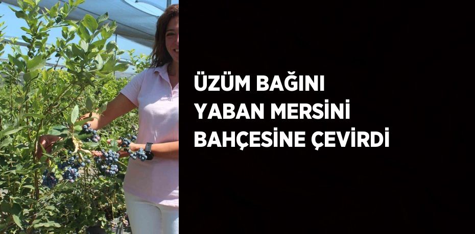 ÜZÜM BAĞINI YABAN MERSİNİ BAHÇESİNE ÇEVİRDİ