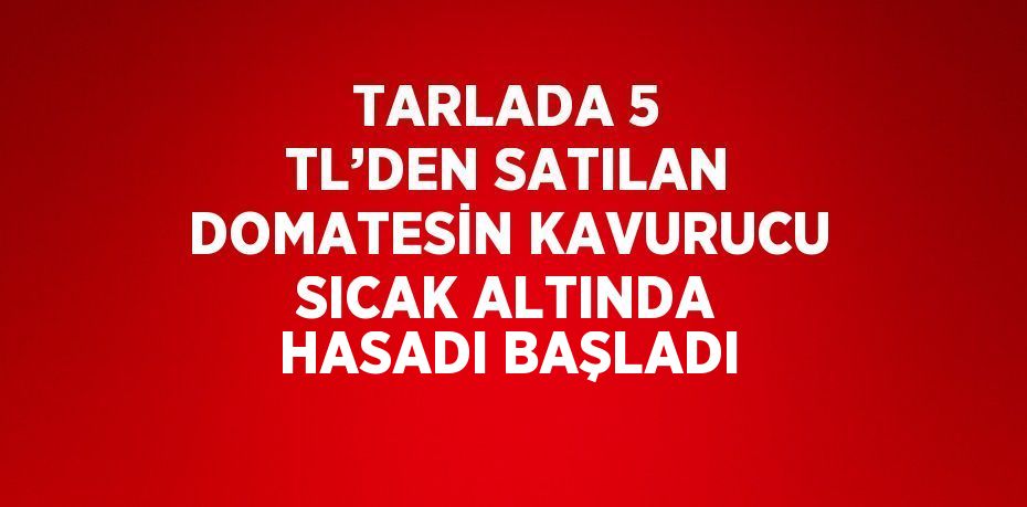 TARLADA 5 TL’DEN SATILAN DOMATESİN KAVURUCU SICAK ALTINDA HASADI BAŞLADI