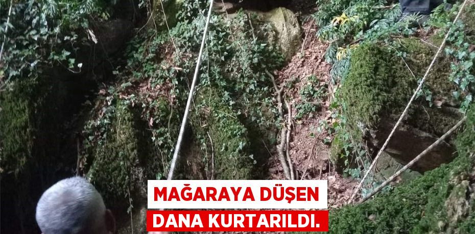 Mağaraya Düşen dana kurtarıldı.