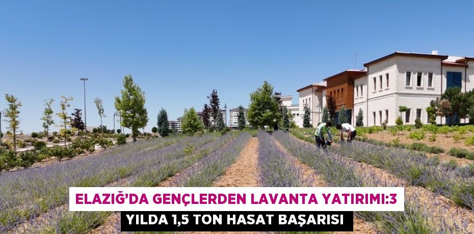 ELAZIĞ’DA GENÇLERDEN LAVANTA YATIRIMI:3 YILDA 1,5 TON HASAT BAŞARISI