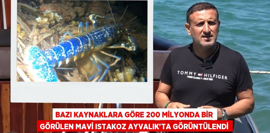 BAZI KAYNAKLARA GÖRE 200 MİLYONDA BİR GÖRÜLEN MAVİ ISTAKOZ AYVALIK’TA GÖRÜNTÜLENDİ