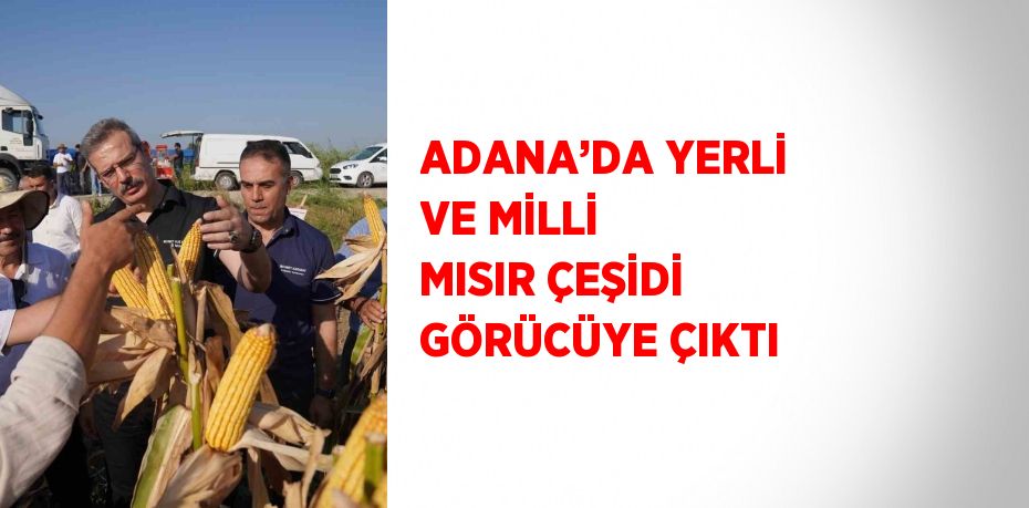 ADANA’DA YERLİ VE MİLLİ MISIR ÇEŞİDİ GÖRÜCÜYE ÇIKTI