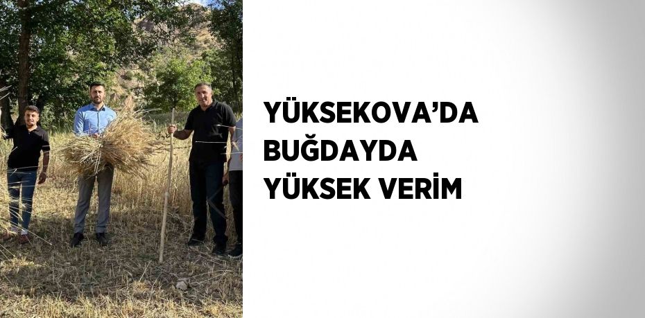 YÜKSEKOVA’DA BUĞDAYDA YÜKSEK VERİM