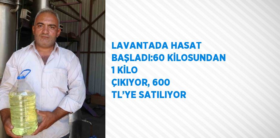 LAVANTADA HASAT BAŞLADI:60 KİLOSUNDAN 1 KİLO ÇIKIYOR, 600 TL’YE SATILIYOR