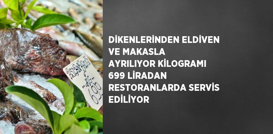 DİKENLERİNDEN ELDİVEN VE MAKASLA AYRILIYOR KİLOGRAMI 699 LİRADAN RESTORANLARDA SERVİS EDİLİYOR