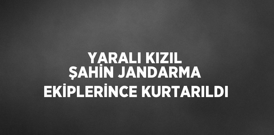 YARALI KIZIL ŞAHİN JANDARMA EKİPLERİNCE KURTARILDI