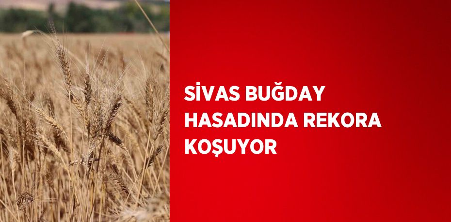 SİVAS BUĞDAY HASADINDA REKORA KOŞUYOR