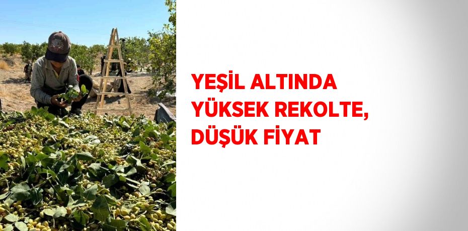 YEŞİL ALTINDA YÜKSEK REKOLTE, DÜŞÜK FİYAT