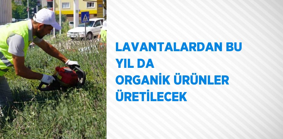 LAVANTALARDAN BU YIL DA ORGANİK ÜRÜNLER ÜRETİLECEK