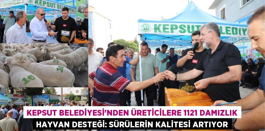 Kepsut Belediyesi'nden Üreticilere 1121 Damızlık Hayvan Desteği: Sürülerin Kalitesi Artıyor