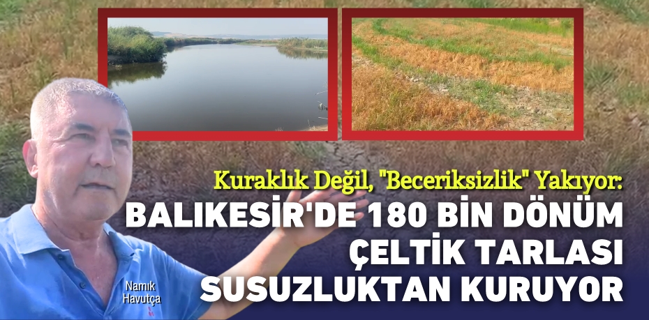 Kuraklık Değil, "Beceriksizlik" Yakıyor: Balıkesir'de 180 Bin Dönüm Çeltik Tarlası Susuzluktan Kuruyor