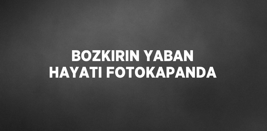 BOZKIRIN YABAN HAYATI FOTOKAPANDA