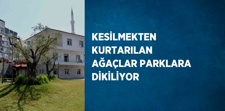 KESİLMEKTEN KURTARILAN AĞAÇLAR PARKLARA DİKİLİYOR