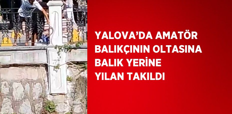 YALOVA’DA AMATÖR BALIKÇININ OLTASINA BALIK YERİNE YILAN TAKILDI