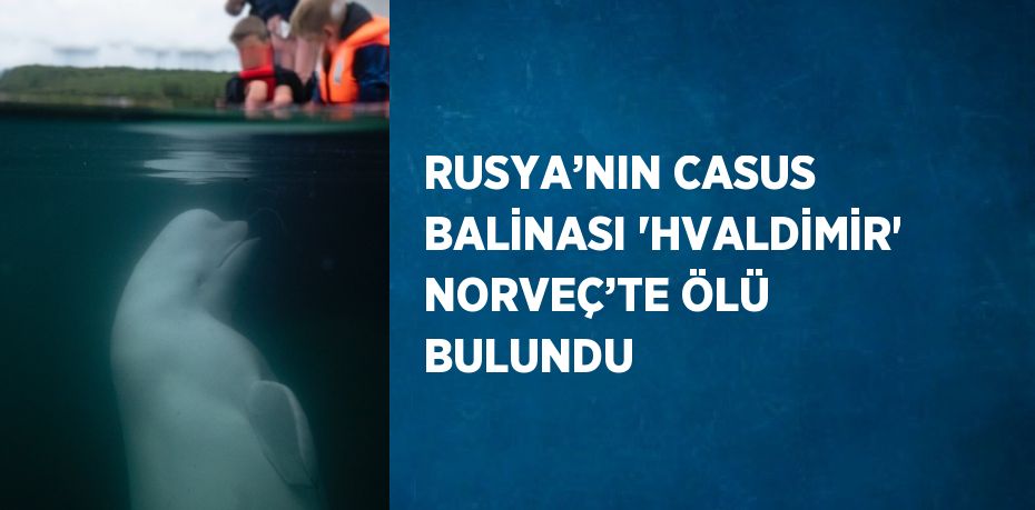 RUSYA’NIN CASUS BALİNASI 'HVALDİMİR' NORVEÇ’TE ÖLÜ BULUNDU