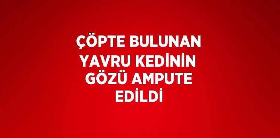 ÇÖPTE BULUNAN YAVRU KEDİNİN GÖZÜ AMPUTE EDİLDİ