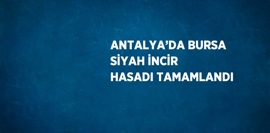 ANTALYA’DA BURSA SİYAH İNCİR HASADI TAMAMLANDI