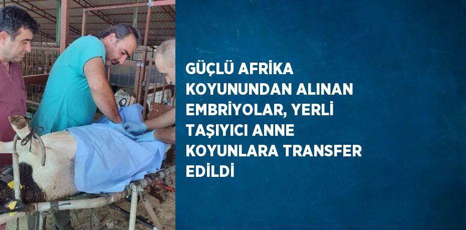 GÜÇLÜ AFRİKA KOYUNUNDAN ALINAN EMBRİYOLAR, YERLİ TAŞIYICI ANNE KOYUNLARA TRANSFER EDİLDİ